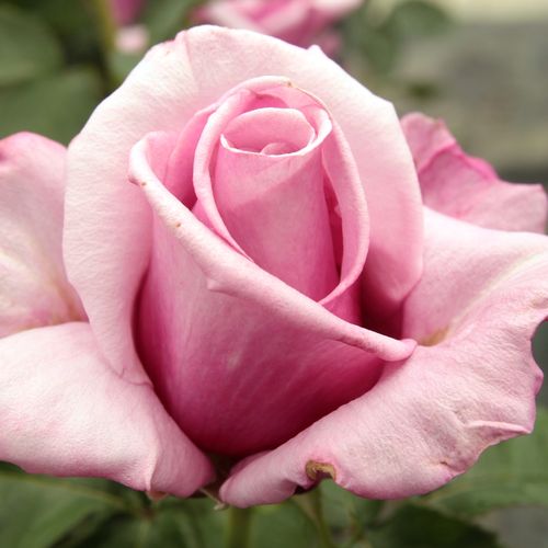 Vendita, rose rose ibridi di tea - rosa - Rosa Barbra Streisand™ - rosa intensamente profumata - Tom Carruth - ,-
